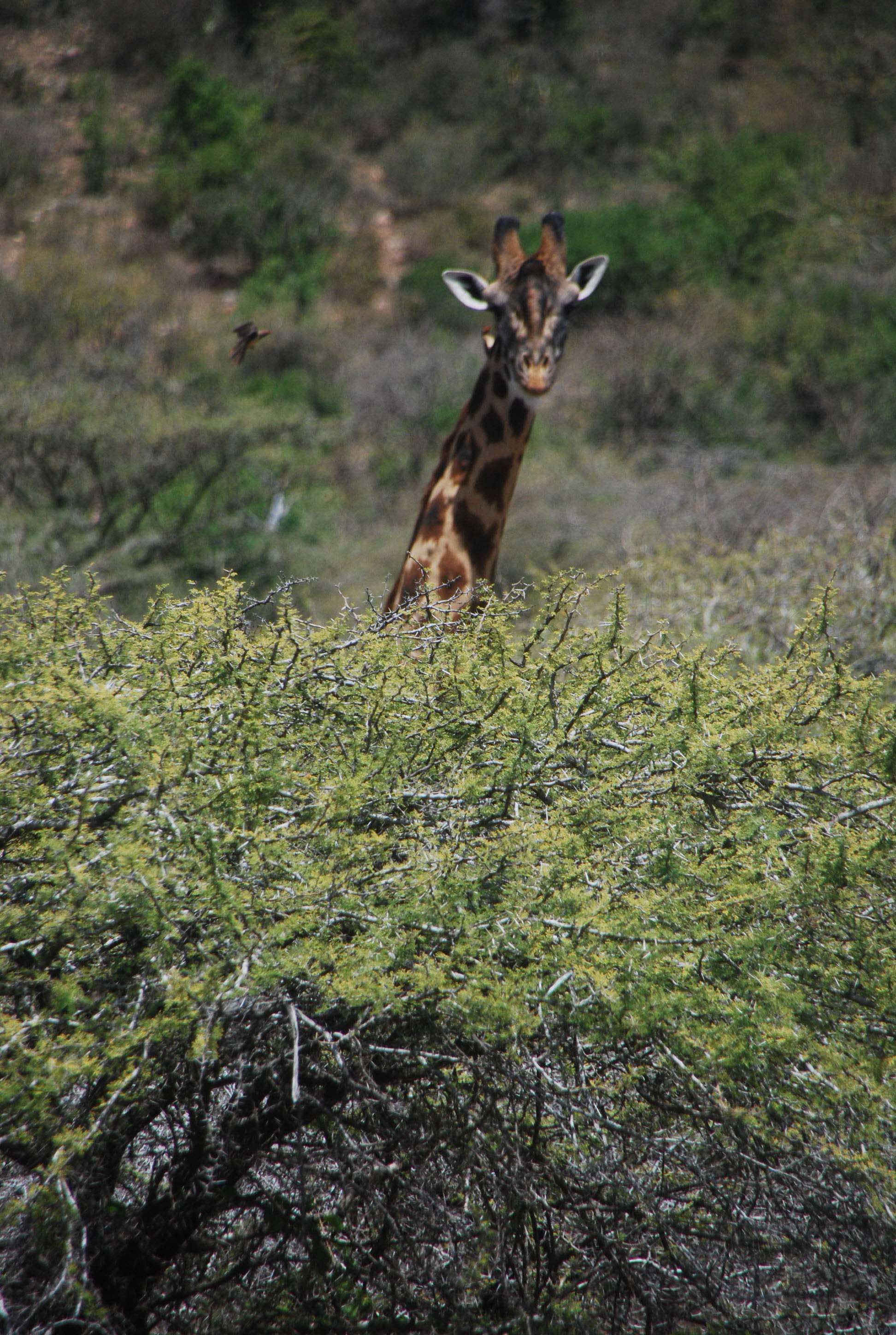 Nuestro primer safari - Regreso al Mara - Kenia (13)